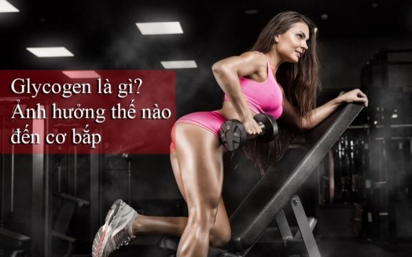 Glycogen là gì? Ảnh hưởng thế nào đến việc phát triển cơ bắp