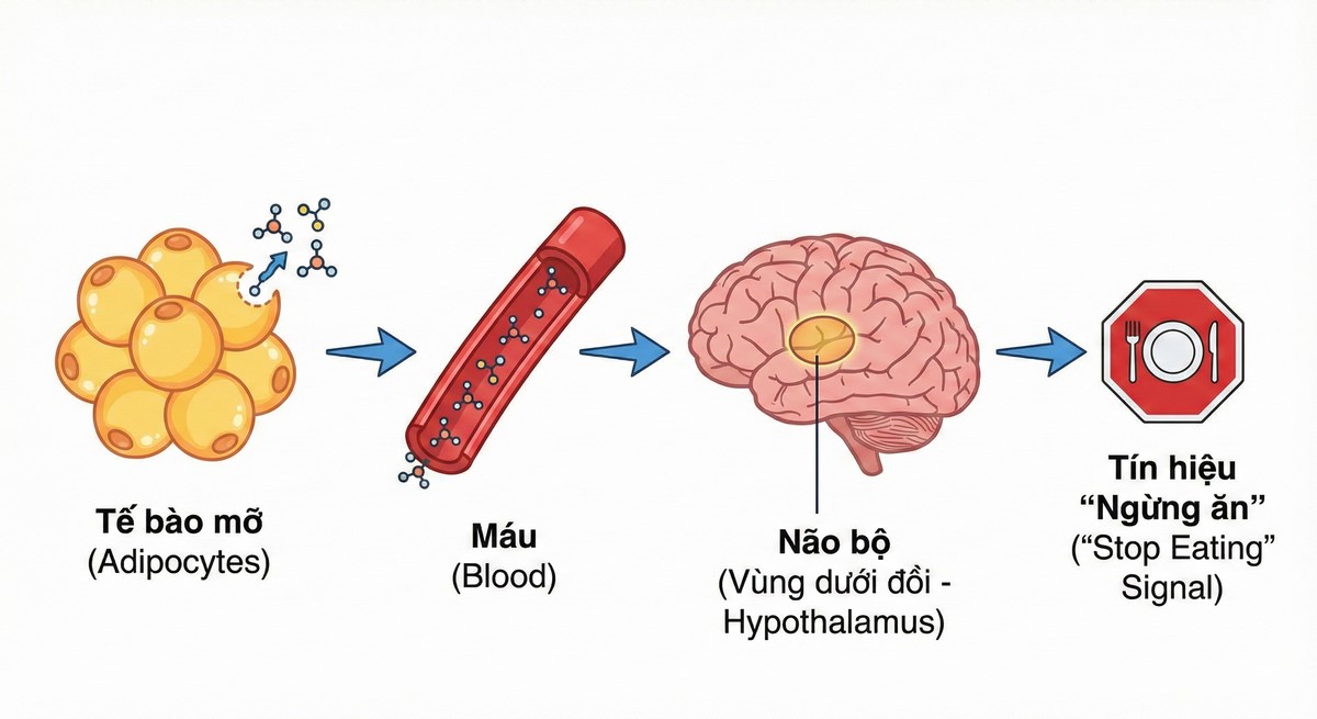 Sơ đồ cơ chế hoạt động của hormone Leptin tác động lên não bộ.