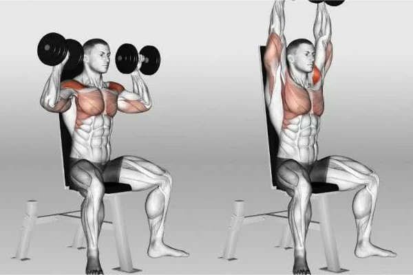 nhom_co_tac_dong_Overhead_Press