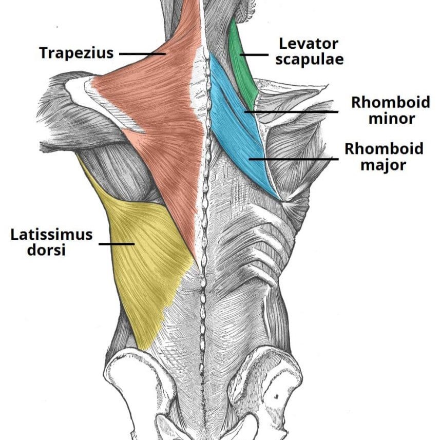 Nhom-co-lung