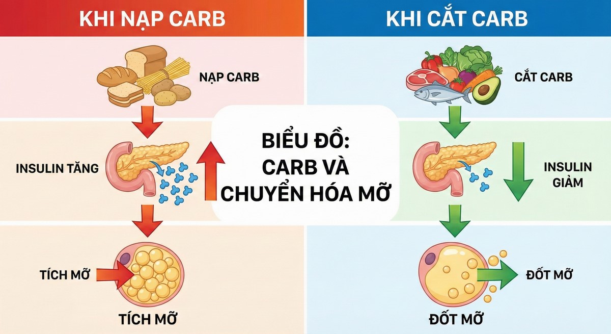 Cơ chế giảm mỡ của chế độ ăn Low Carb.
